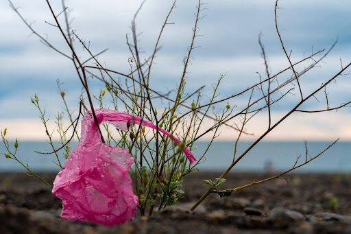 How to Choose the Best Compostable Trash Bags for a Sustainable Home